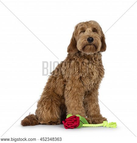 Adorable Red  Abricot Cobberdog Aka Labradoodle Dog Puppy,sitting Side Ways With Toy Looking Like  A