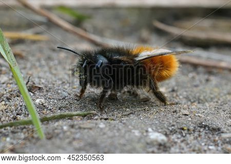 Closeup Of A Fluffy And Colorful Female European Horned Mason Bee, Osmia Cornuta, Sitting On The Gro