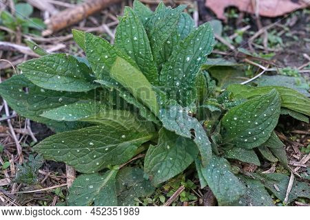 Closeup On A Emerging White Speckled Leafs Of Green Alkanet, Pentaglottis Sempervirens, In The Garde