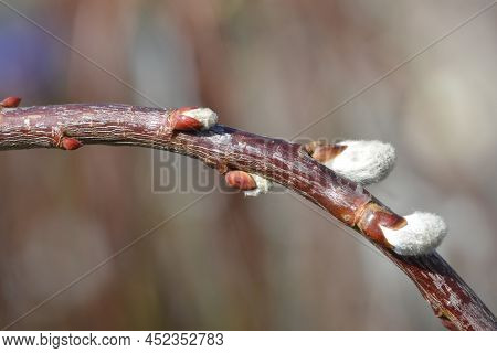 Kilmarnock Willow Branch With Flower Buds In The Spring