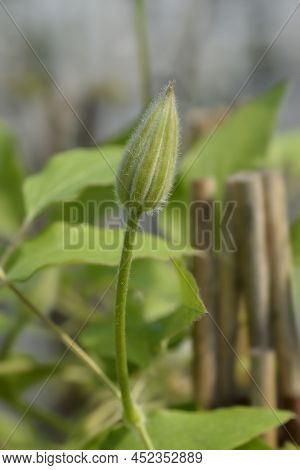 Clematis Red Cardinal Flower Bud In The Spring