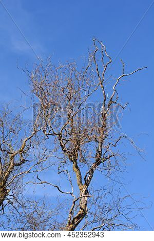 Dragons Claw Willow Bare Branches Against Blue Sky