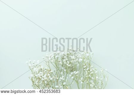 Gypsophila Flowers On Green Pastel Background, Minimalism, Spring Flower Blosssom Concept, Flat Lay,