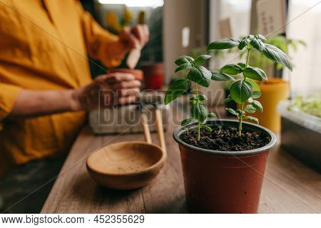 Basil Herb In A Flowerpot Near Woman Planting Seeds