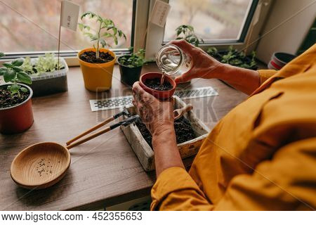 Woman Planting Tomato Seeds In A Flower Pot