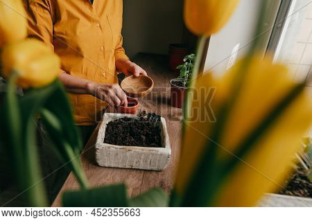 Woman Planting Tomato Seeds In A Flower Pot