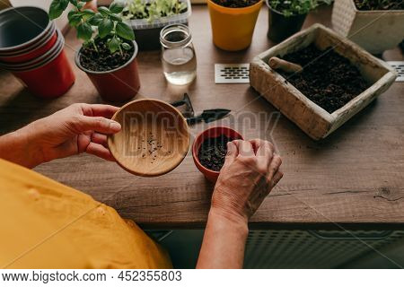 Woman Planting Tomato Seeds In A Flower Pot