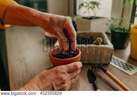 Woman Planting Tomato Seeds In A Flower Pot