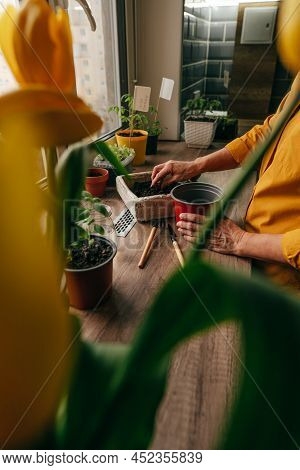 Woman Planting Tomato Seeds In A Flower Pot
