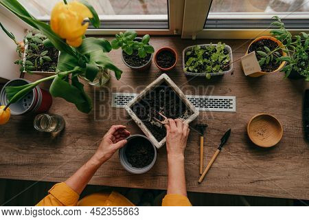Woman Planting Tomato Seeds In A Flower Pot
