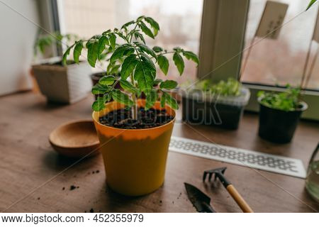 Tomato Sprout In A Flowerpot On The Table