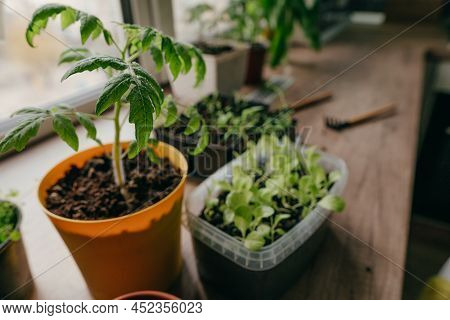 Tomato And Salad Sprouts On The Table