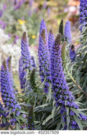 Lila Blue Flower - The Pride Of Madeira (echium Candicans) In Full Blossom