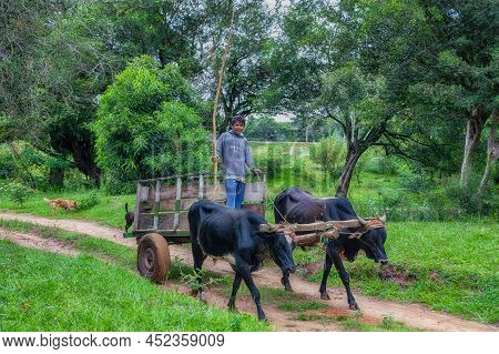 Natalicio Talavera, Guaira, Paraguay - March 19, 2022: A Poor Farmer And His Two Dogs With Ox Cart I