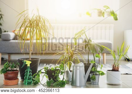 Collection Of Various Tropical Green Plants In Different Pots On Gray Background. Sunligt From Windo