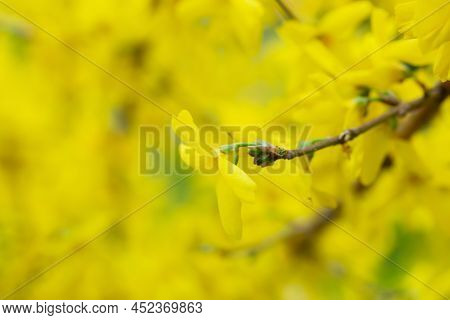 Forsythia Petals Close Up. Blooming Easter Tree In The Garden. Spring Yellow Floral Wallpaper. Golde