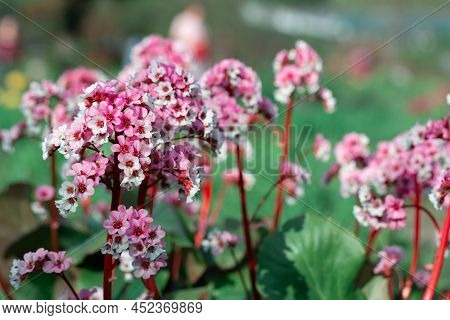 Bergenia Blossoms Close Up. Nature Floral Background. Pink And White Badan Flowers In Spring. Season