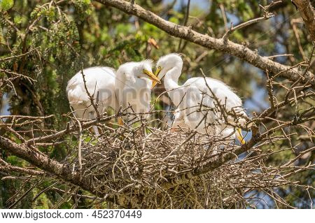 A Nest Full Of Young Great Egrets (ardea Alba) In Spring Rookery.