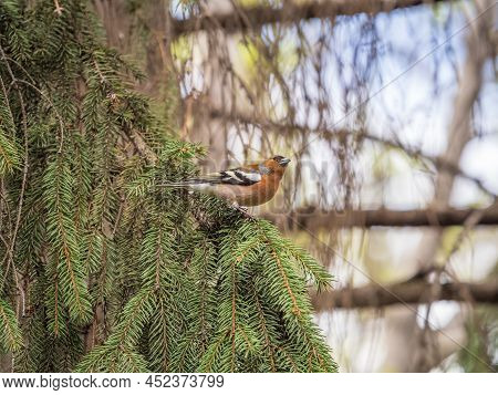 Common Chaffinch Sits On A Fir Branch In Spring On Green Background. Beautiful Songbird Common Chaff