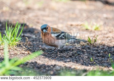 Common Chaffinch, Fringilla Coelebs, Sits On The Ground In Spring. Common Chaffinch In Wildlife.