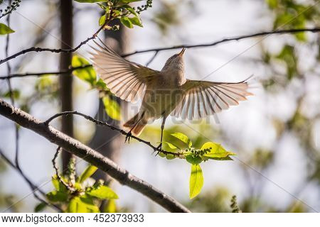 Common Chiffchaff, Lat. Phylloscopus Collybita, In Flight And Taking Off From A Branch. The Common C