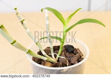 Close Up Shot Of The Dendrobium Nobile Orchid With New Growths Inside.