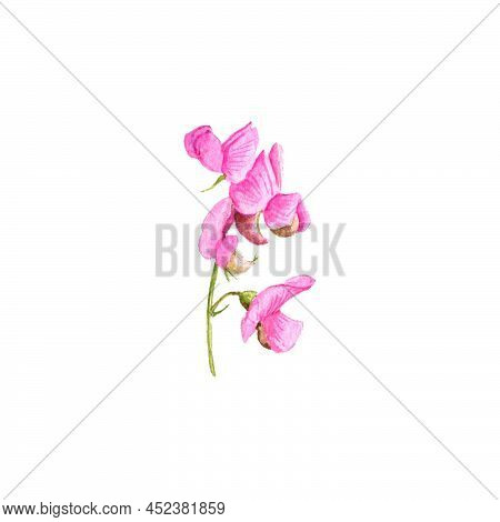 Watercolor Drawing Flower Of Tuberous Pea, Lathyrus Tuberosus Isolated At White Background , Hand Dr