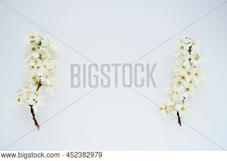 Bird Cherry, Cherry Or Sweet Cherry Flowers On A White Background. Copy Space For Text. Spring Flowe