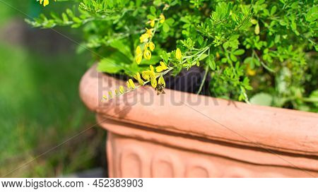 Yellow Broom Flower On Broom Bush In Flower Pot. Close Up Of A Plant. Flower From The Garden. Nature