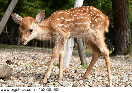 Deer, Cub, Looks Scared At The Camera In His First Steps