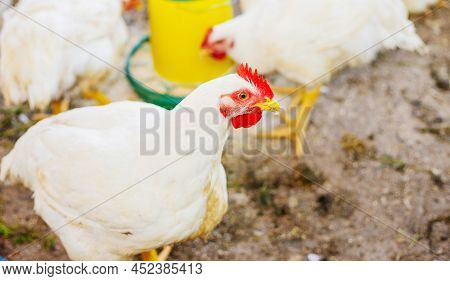Chickens Broilers On The Farm. Selective Focus.