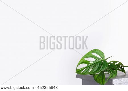 Monstera Monkey Mask Or Obliqua Or Adansonii