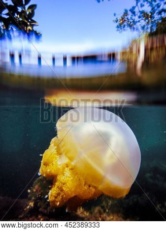 Jellyfish At The Base Of Trees Under Hte Water Level