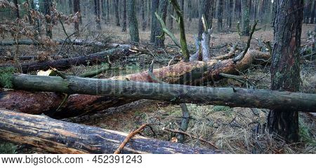 Pine forest in Kiev Region,Ukraine. Natyre of Eastern Europe