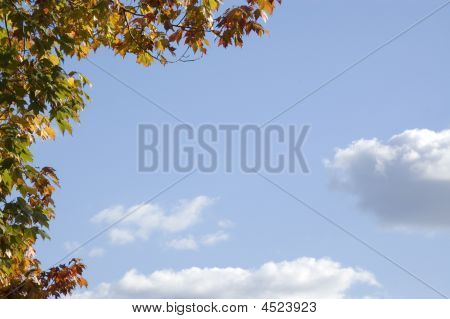 Ahorn indrammet Sky