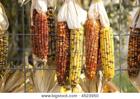 Indian Corn på hegn