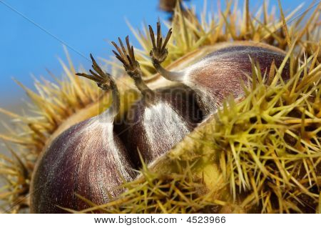 Chestnut