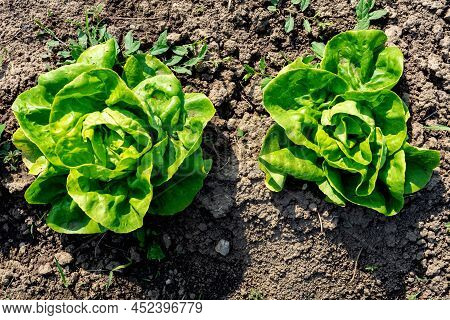 Fresh Salat Growing In A Kitchen Garden Earth Farming