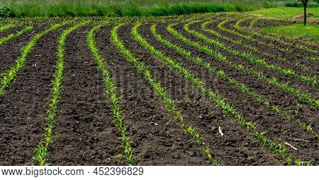Little Corn Plant Seedling Field Rows Next To A Meadow In Sunshine