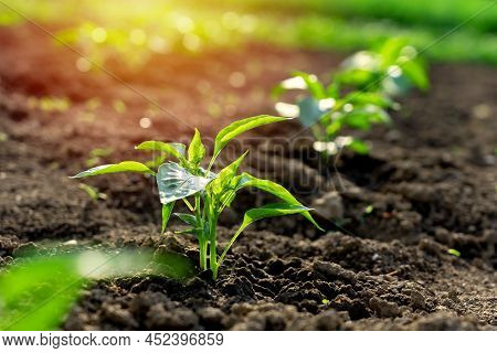 Paprika Plant Growing In Rows In The Self-supporting Kitchen Garden