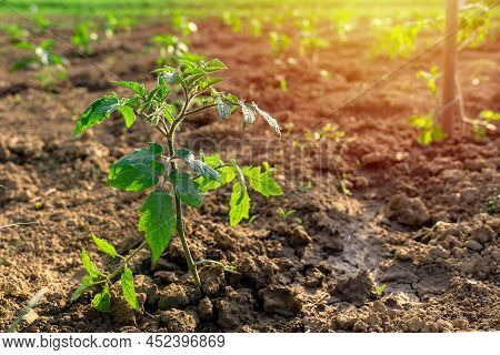 Growing Tomato Seedling In Kitchen Garden Spring Sunshine