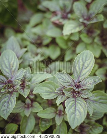 Filtered Photo African Blue Basil Ocimum Kilimandscharicum , Hybrid Of Camphor Basil And Dark Opal B