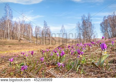 Amazing Spring Magenta Wild Flowers Dogtooth Violet (erythronium Sibiricum) Close Up In A Meadow In 