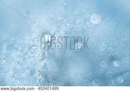 Macro Nature. Beautiful Dew Drops On Dandelion Seed Macro. Beautiful Soft Background. Water Drops On