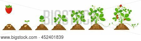 Growing Strawberries In The Ground With Root System In Stages. Flat Illustration Of Crop Growing Cyc