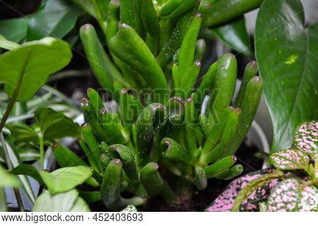 House Plants. Greenery. Home Potted Plant Top View. Epipremnum. Syngonium. Aichryson. Chlorophytum. 