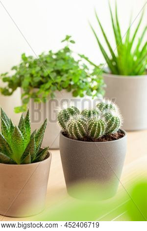 green houseplants cactus succulent aloe vera, gasteria duval, pilea depressa, parodia warasii