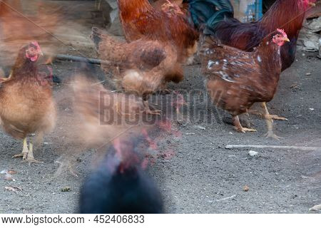 Fast Restless Flock Of Hens With Motion Blur In Long Exposure, Domestic Animals In Countryside Yard 