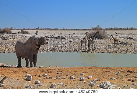 Elephant at the Okaukuejo waterhole in Etosha National Park, Namibia