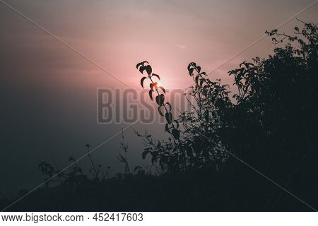 Beautiful View Of Sunset With Plants In Foreground In A Hill Station.
